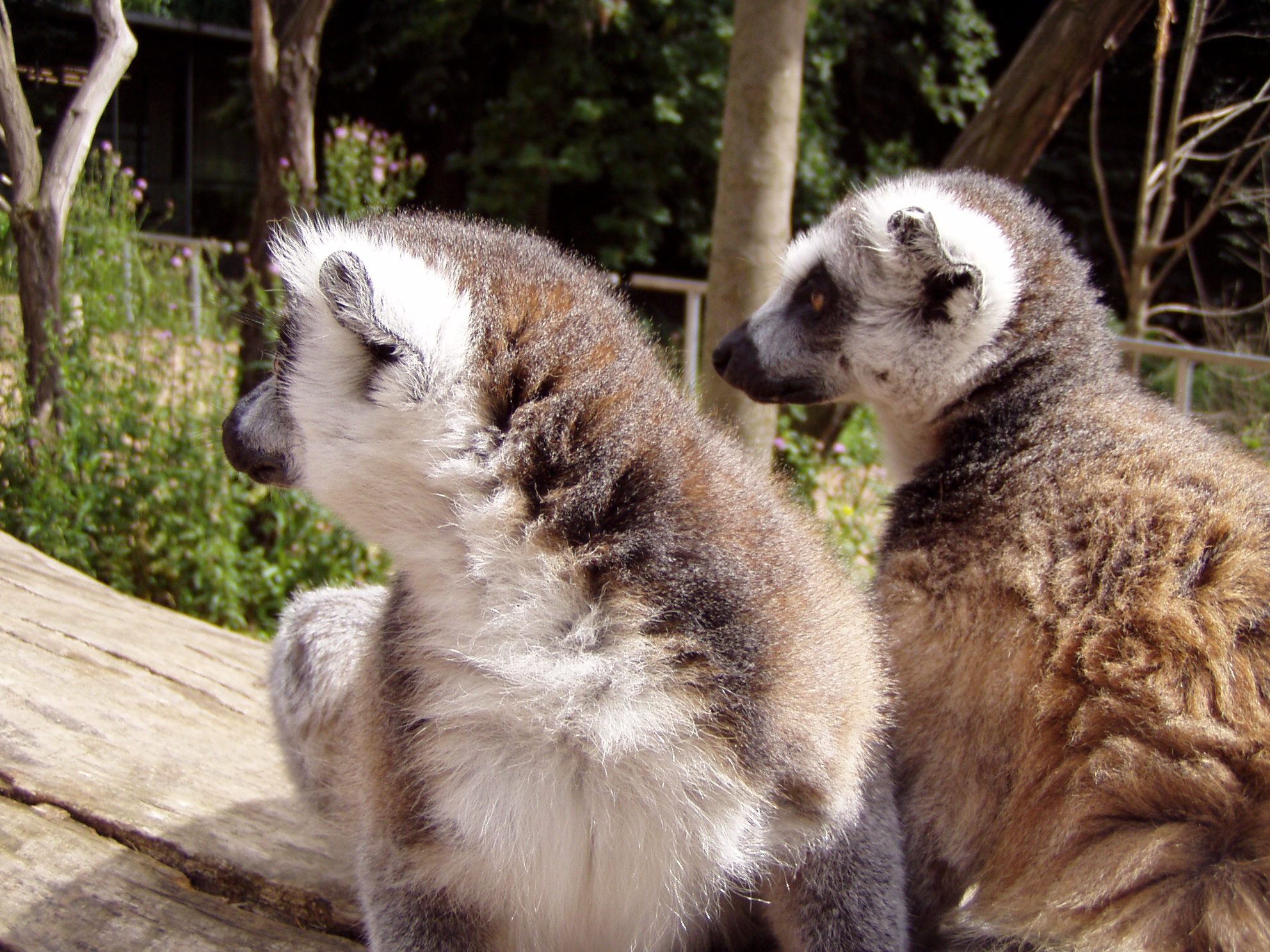 ZOO 002.jpg