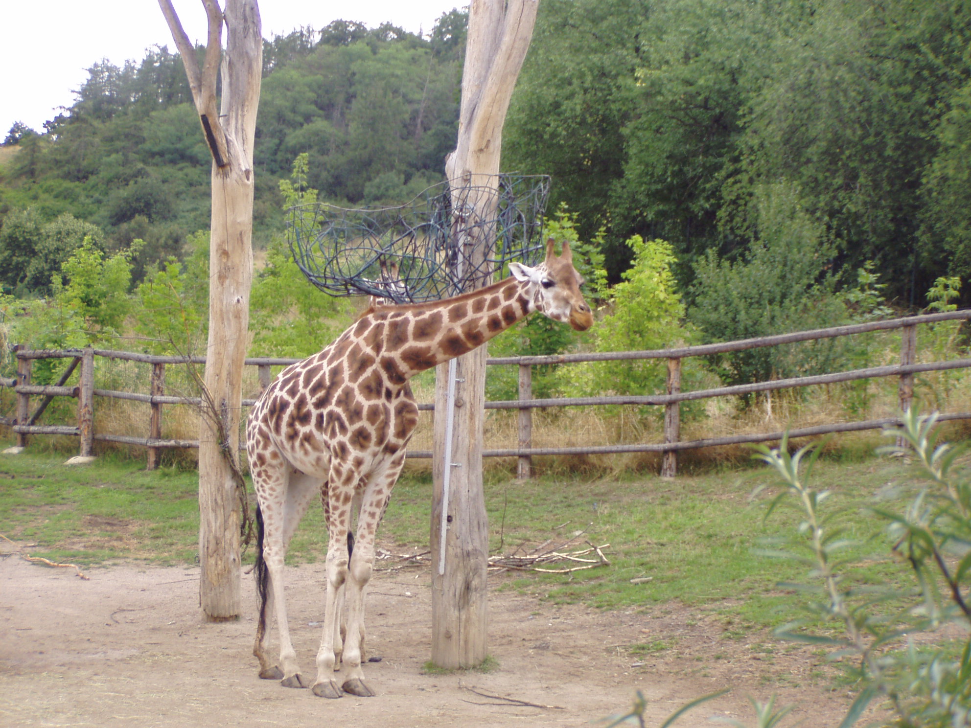 ZOO 043.jpg