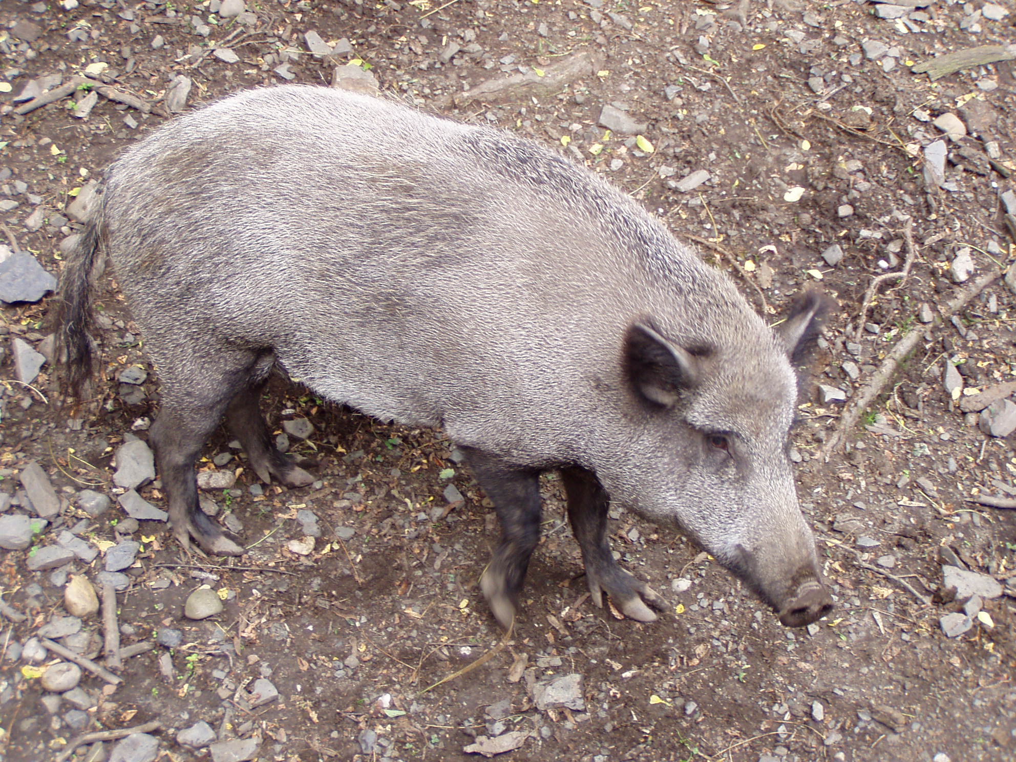 ZOO 091.jpg