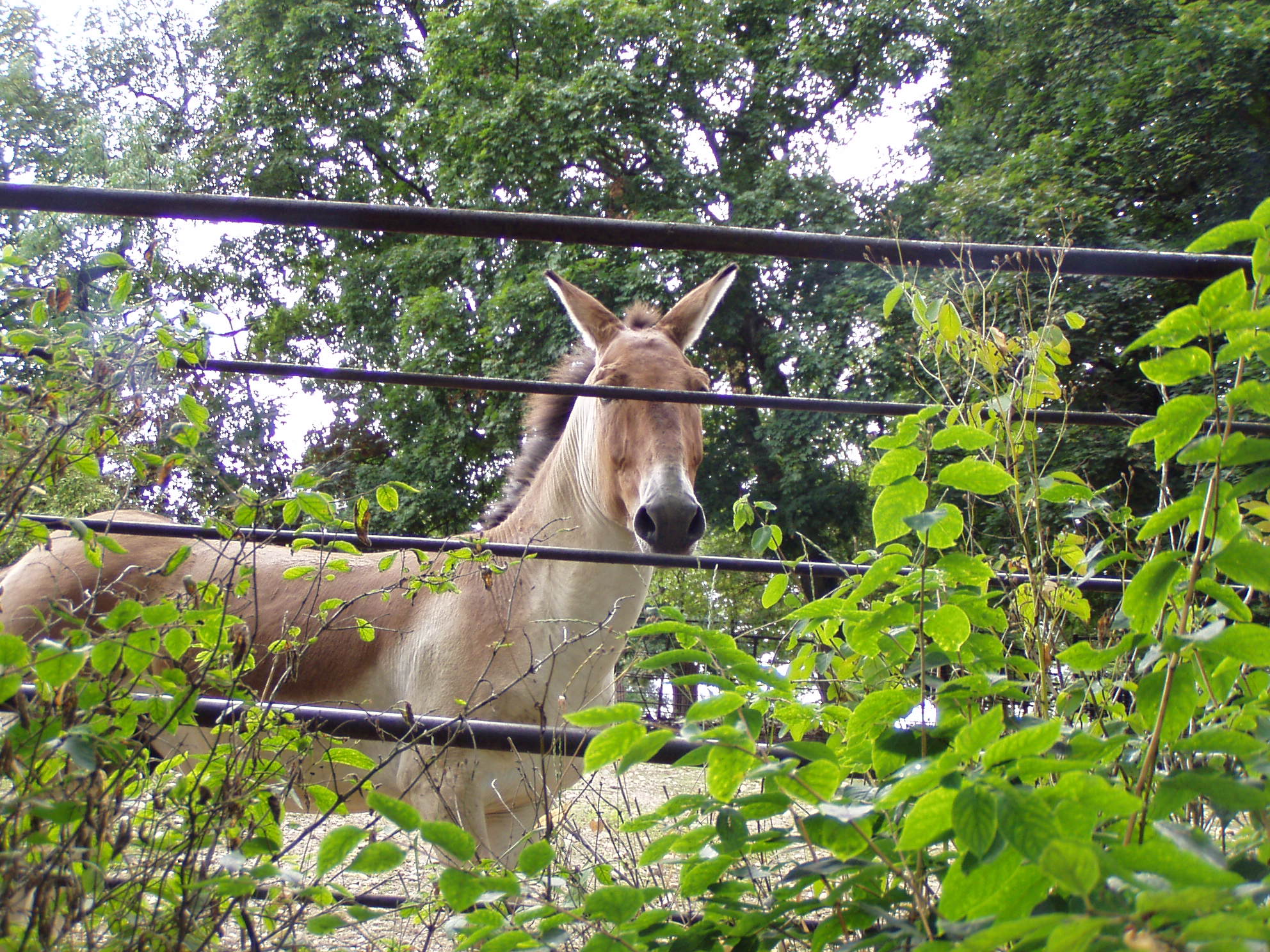 ZOO 103.jpg