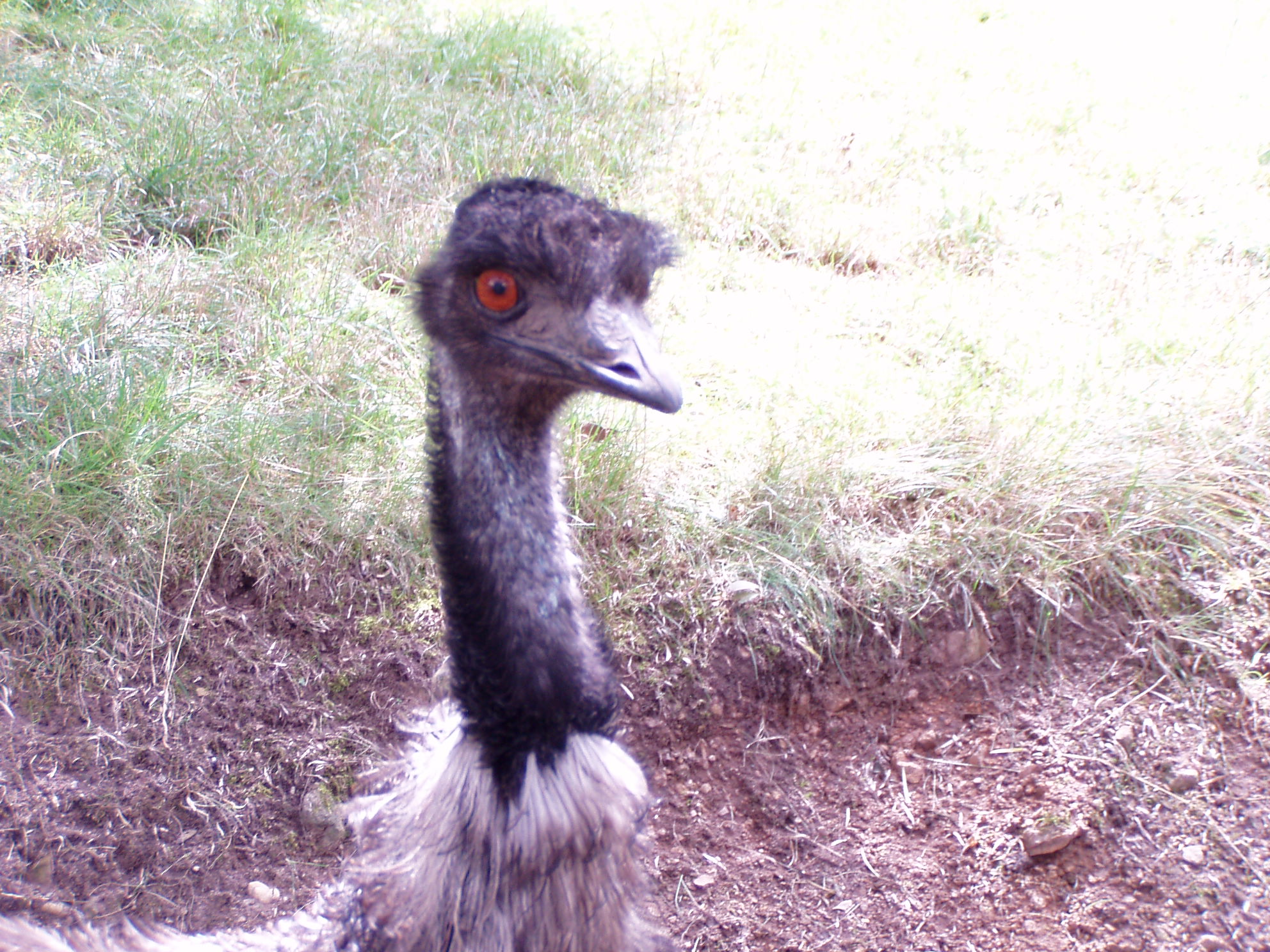 ZOO 146.jpg