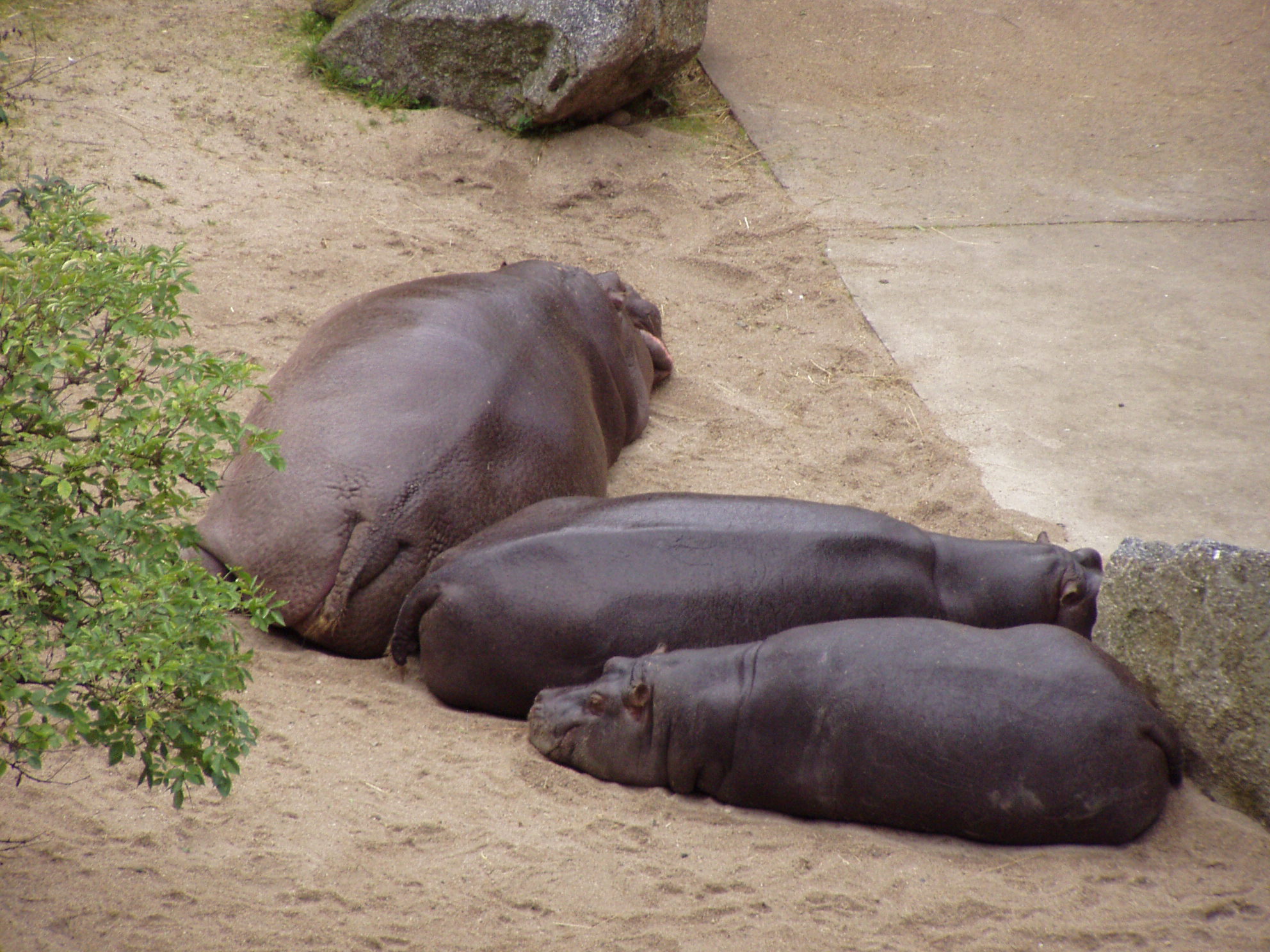 ZOO 165.jpg
