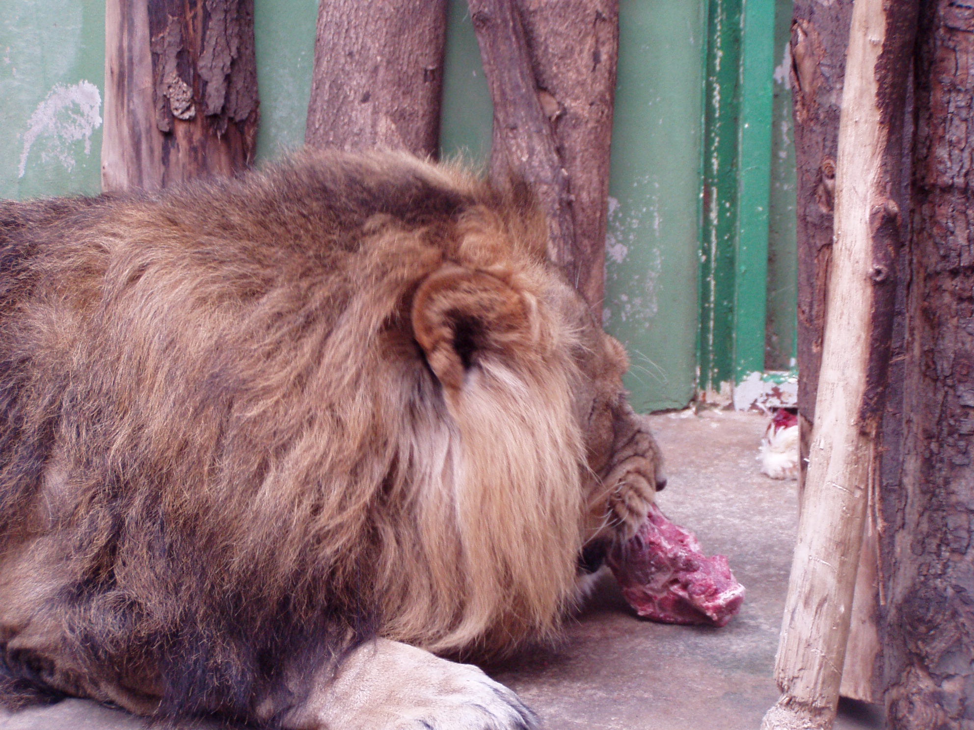 ZOO 182.jpg
